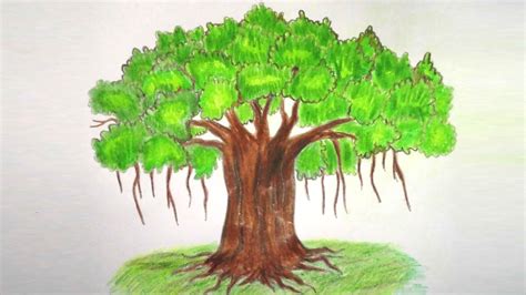 The best free Banyan drawing images. Download from 65 free drawings of ...