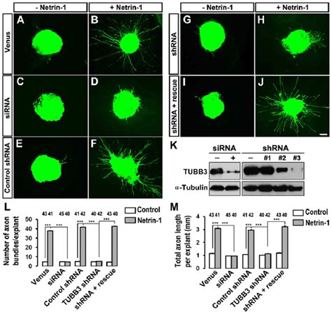 Inhibition Of Netrin 1 Induced Axon Outgrowth Of Chick Dorsal Spinal