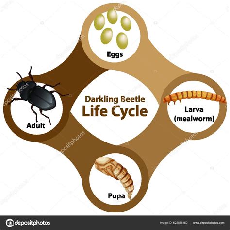 Diagrama Que Muestra El Ciclo De Vida Del Escarabajo Oscuro Vector