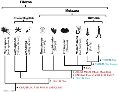 Arrows Indicate The Stem Lineage Where A Particular Group Of Lim