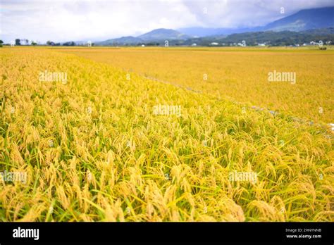 Beautiful Ripe Rice Field And Valley At Autumn Stock Photo Alamy