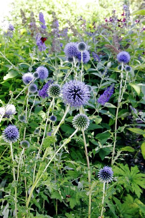 Globe Thistle Echinops Sp Photograph By Stephen Harley Sloman