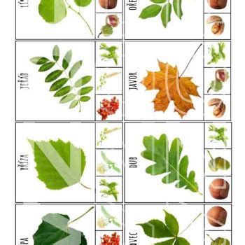 Materi L Stromy Listy Plody Kol Kov N