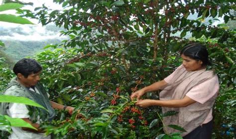 Era posible para un pequeño agricultor formalizar su finca con la Ley