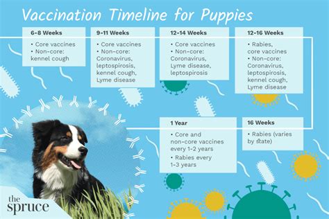 Puppy Shots and Vaccination Schedules