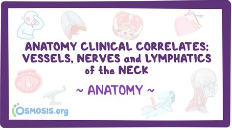 Anatomy Clinical Correlates Vessels Nerves And Lymphatics Of The Neck