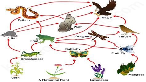 Food Chains And Food Webs Examples Of Food Chains And Food Webs Simple Food Chain Food ...