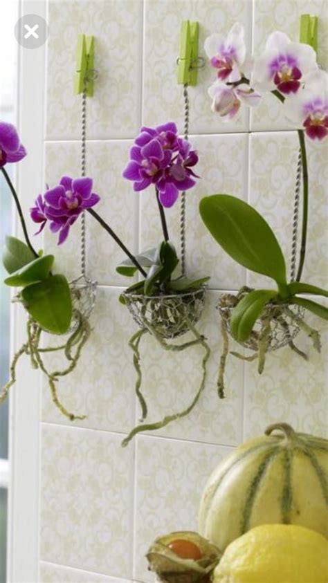 Come Innaffiare Le Orchidee E Quando Farlo Guida Completa Artofit