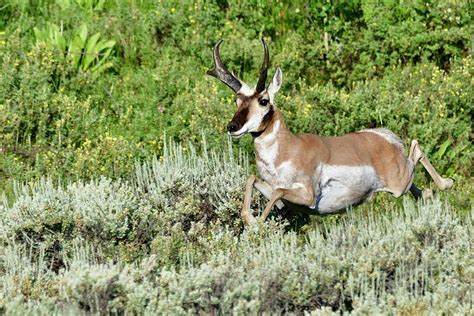 Leaping Pronghorn Photograph By Jeff Macklin Pixels