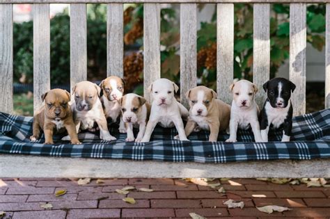 The LOVE Pet Project