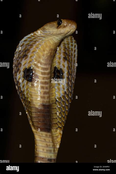 close    snake  hits hood spread  scare predators
