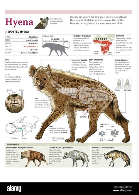 Infographics of the anatomy, distribution and dentition of the spotted