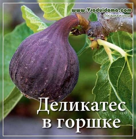инжир посадка и уход | Фига, Растения, Инжир