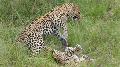 Leopards Mating In Sabi Sands Game Reserve Youtube