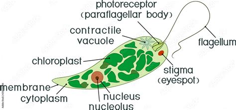 Diagram Of Euglena Structure Of Euglena Viridis With Titles Stock