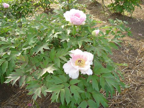 Paeonia suffruticosa Définition et Explications