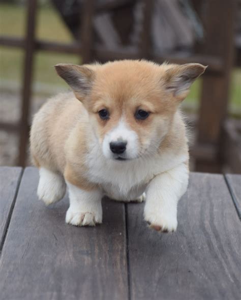 Pet Stores That Have Puppies For Sale at Isla Junior blog