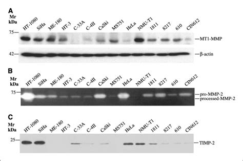 MT1 MMP MMP 2 And TIMP 2 Expression In Cervical Cancer Cell Lines A