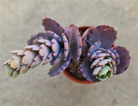 Kalanchoe Fedtschenkoi