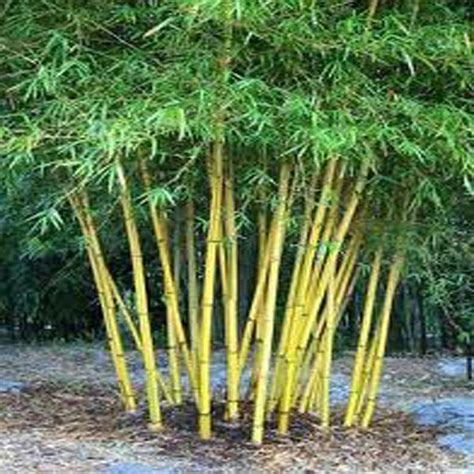 Пин от пользователя Юлия Школьникова на доске bamboo | Бамбуковый сад ...