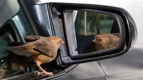 Inside Car Mirror