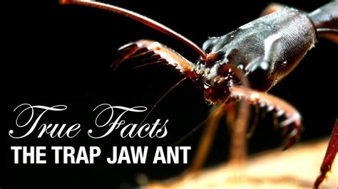 Trap Jaw Ants Have Can Open Their Jaws Before Snapping Them On Prey