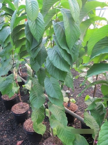 Asimina Triloba Allegheny Veredelte Indianerbanane Allegheny Paw Paws