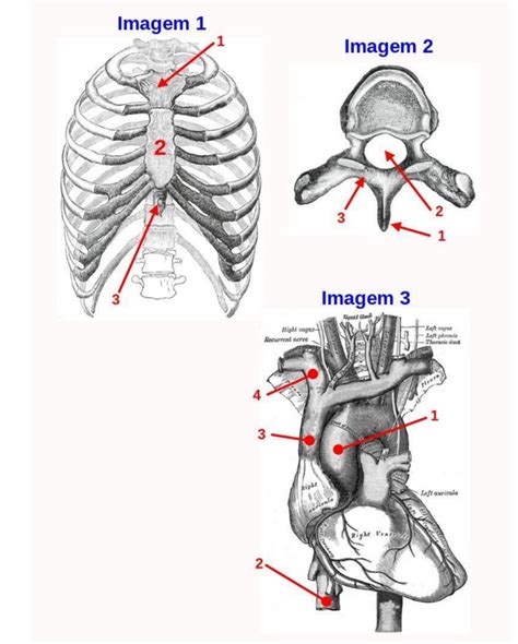 Diagrama Para Prova Pr Tica Anatomia Quizlet