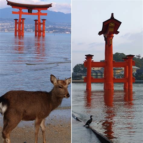 【安芸の宮島】三年半ぶりに姿をあらわした厳島神社【大鳥居】 ものづくりとことだまの国