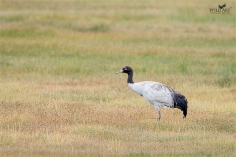 Black-necked Crane | Cranes (Gruidae) | Gallery | WildArt | Birds of ...