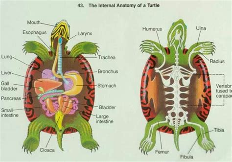 turtle anatomy vet tech school vet tech student tortoise habitat
