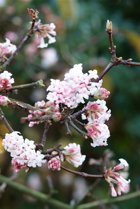 Viburnum Bodnantense Dawn Sneeuwbal Bloemenpark Appeltern