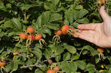 Rosa rugosa (Морской шиповник) - rosehips | Rosa rugosa - I … | Flickr