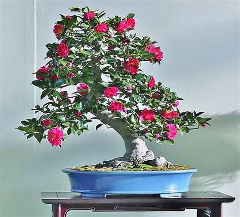 Lovely Camellia Meifu Ten Japan