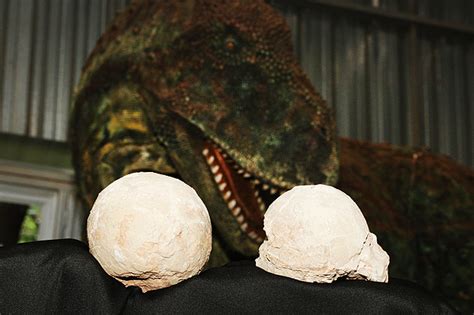 Museu De Uberaba MG Recupera Raros Ovos Intactos De Dinossauro 11