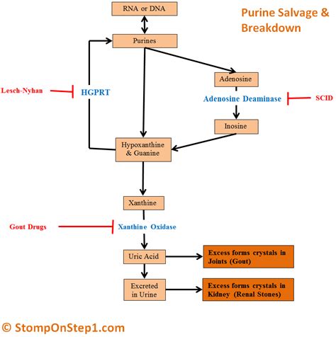 Purine Salvage Pathway Usmle