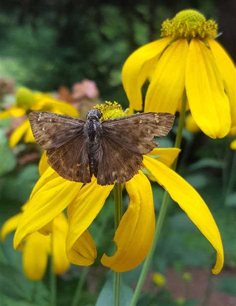 Horace S Duskywing From Washington County AR USA On July 16 2017 At