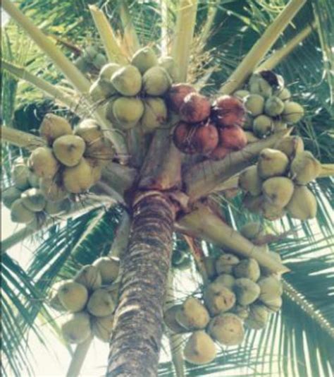 Mengenal Potensi Dan Jenis Jenis Dari Kelapa Atau Pohon Kehidupan