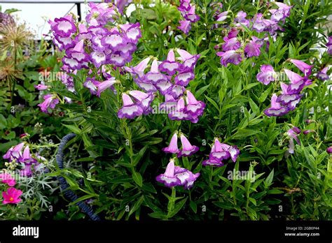 Penstemon ‘pensham Czar Beardtongue Czar Upright Panicles Of Purple