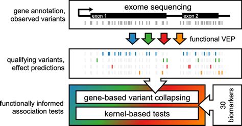 Rare Variant Association Testing Pipeline Exome Sequencing Measures