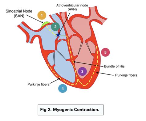 Controlling Heart Rate A Level Biology Study Mind