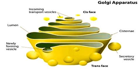 Golgi Bodies or Golgi Apparatus: Structure and Function - QS Study