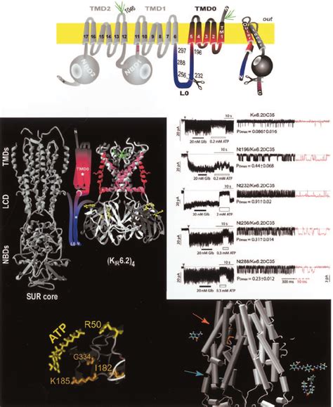 Summary Of Structures And Mini K Atp Channel Data The Top Panel