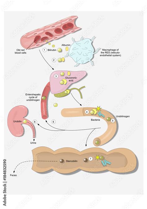 Cycle Of Bilirubin Stock Illustration Adobe Stock