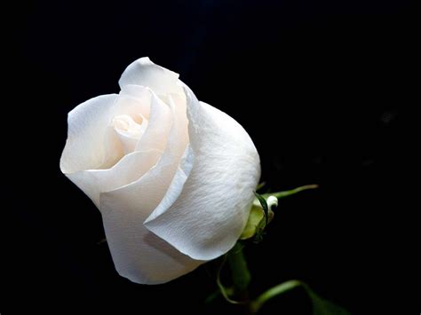 White Rose HD Desktop Wallpapers - Top Free White Rose HD Desktop ...