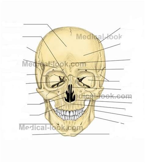 Face Anatomy Flashcards by ProProfs