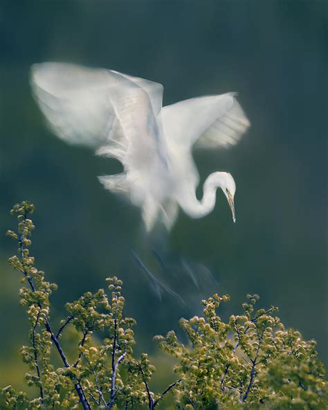 Slow Motion Landing Photograph by Qing Zhao - Fine Art America