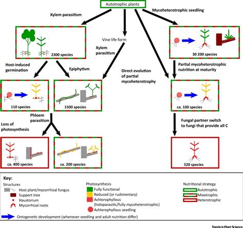 Mixotrophy In Land Plants Why To Stay Green Trends In Plant Science