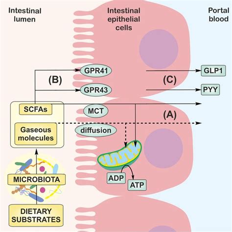 Transport And Signaling Of Gut Microbiota Products A SCFAs Are