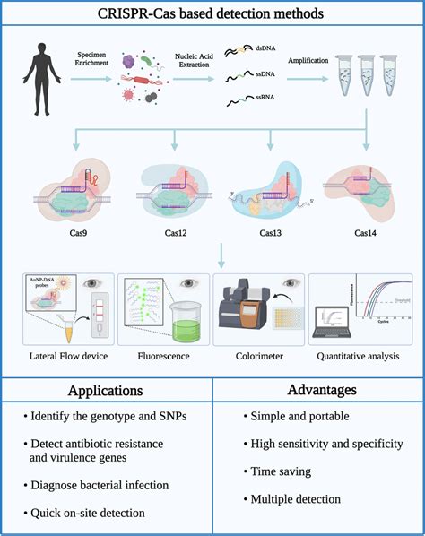 Steps Applications And Advantages Of Bacterial Detection Methods